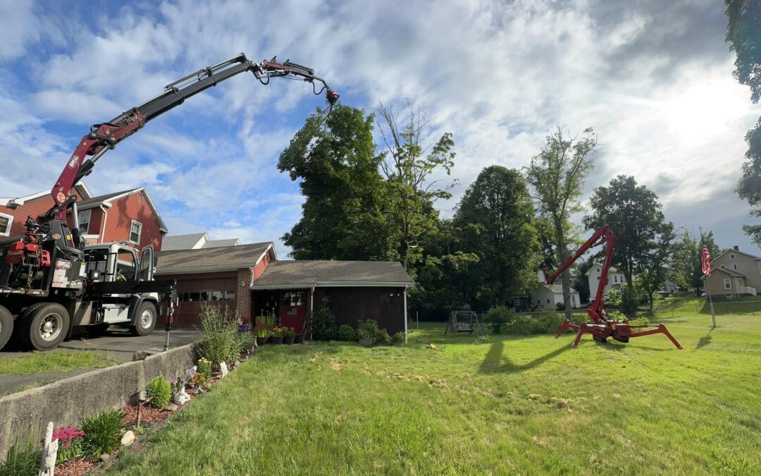 Tree removal from a Farmington Home