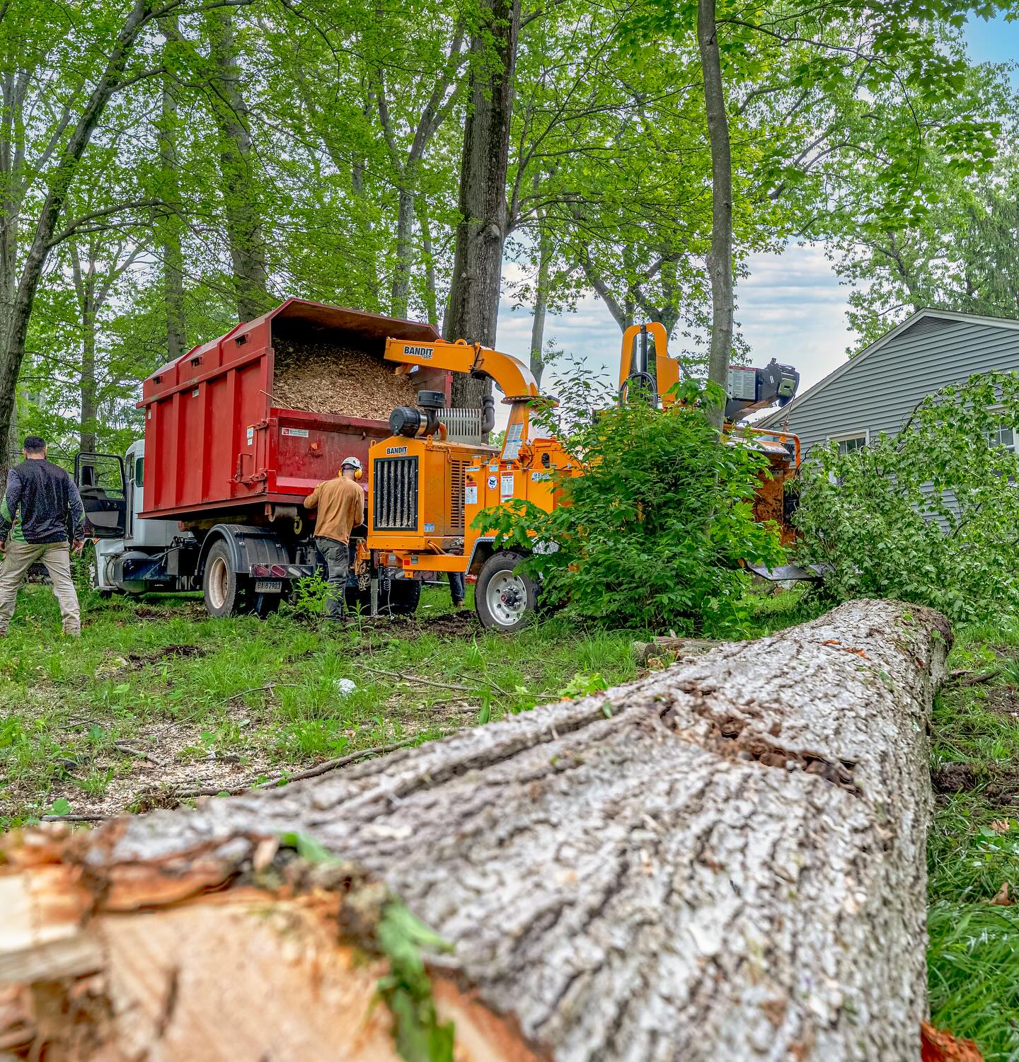 USA Tree Experts crew chipping branches into a wood chip truck during a residential tree removal in Cheshire, CT.